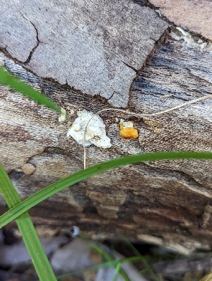  ( - HAY-F-002152)  @11 [ ] by-nc (2023) Stu Pickell Fungal Diversity Survey