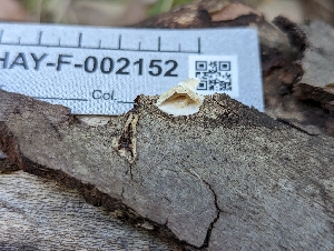  ( - HAY-F-002152)  @11 [ ] by-nc (2023) Stu Pickell Fungal Diversity Survey