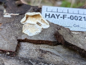  ( - HAY-F-002152)  @11 [ ] by-nc (2023) Stu Pickell Fungal Diversity Survey