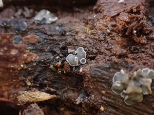  ( - HAY-F-001910)  @11 [ ] by-nc (2023) Sadie Hickey Fungal Diversity Survey