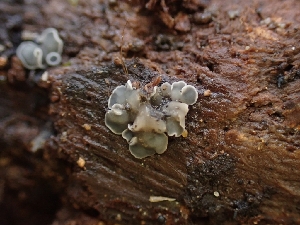  ( - HAY-F-001910)  @11 [ ] by-nc (2023) Sadie Hickey Fungal Diversity Survey