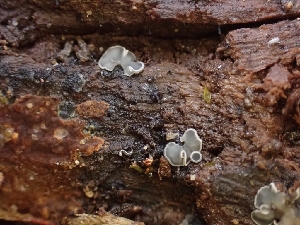  ( - HAY-F-001910)  @11 [ ] by-nc (2023) Sadie Hickey Fungal Diversity Survey