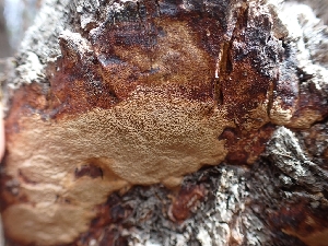  ( - HAY-F-001935)  @11 [ ] by-nc (2023) Sadie Hickey Fungal Diversity Survey