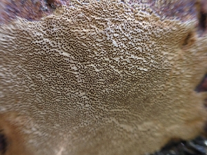  ( - HAY-F-001935)  @11 [ ] by-nc (2023) Sadie Hickey Fungal Diversity Survey