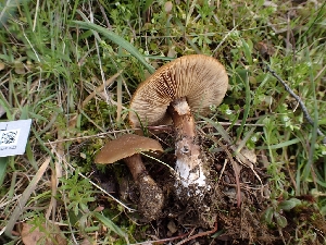  ( - HAY-F-001807)  @11 [ ] by-nc (2023) Sadie Hickey Fungal Diversity Survey