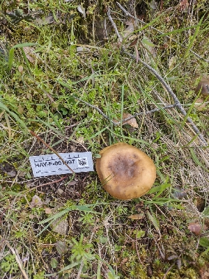  ( - HAY-F-001807)  @11 [ ] by-nc (2023) Sadie Hickey Fungal Diversity Survey