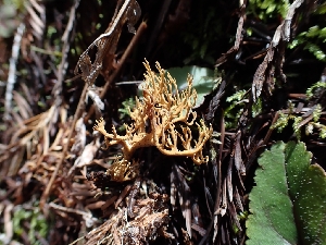  (Phaeoclavulina sp. curta-CA01 - HAY-F-000953)  @11 [ ] by-nc (2023) Sadie Hickey Fungal Diversity Survey