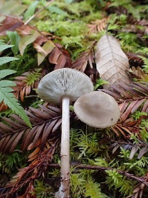  ( - HAY-F-000956)  @11 [ ] by-nc (2023) Sadie Hickey Fungal Diversity Survey