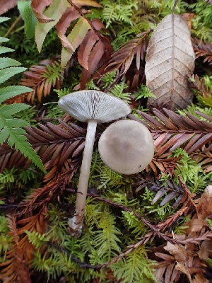  ( - HAY-F-000956)  @11 [ ] by-nc (2023) Sadie Hickey Fungal Diversity Survey