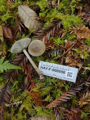  ( - HAY-F-000956)  @11 [ ] by-nc (2023) Sadie Hickey Fungal Diversity Survey