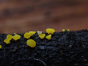  ( - HAY-F-000724)  @11 [ ] by (2023) Mandy Hackney Fungal Diversity Survey