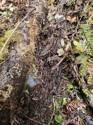  ( - HAY-F-000724)  @11 [ ] by (2023) Mandy Hackney Fungal Diversity Survey