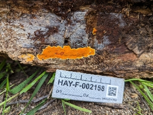  ( - HAY-F-002158)  @11 [ ] by-nc (2023) Stu Pickell Fungal Diversity Survey