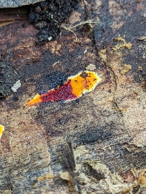  ( - HAY-F-002158)  @11 [ ] by-nc (2023) Stu Pickell Fungal Diversity Survey