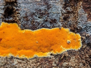  ( - HAY-F-002158)  @11 [ ] by-nc (2023) Stu Pickell Fungal Diversity Survey