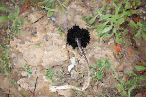  ( - HAY-F-003760)  @11 [ ] by-nc (2023) Dean Lyons Fungal Diversity Survey