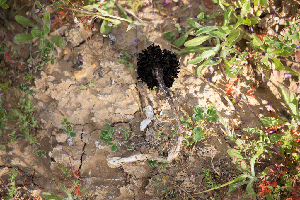  ( - HAY-F-003760)  @11 [ ] by-nc (2023) Dean Lyons Fungal Diversity Survey