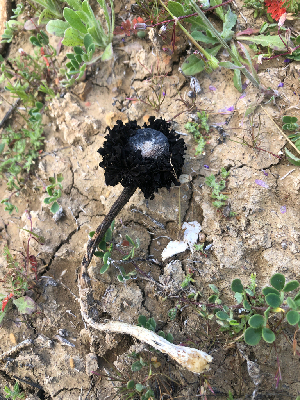  ( - HAY-F-003760)  @11 [ ] by-nc (2023) Dean Lyons Fungal Diversity Survey