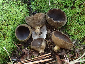  (Helvella sp. CA14 - HAY-F-003670)  @11 [ ] by-nc (2023) Dean Lyons Fungal Diversity Survey