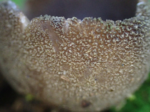  ( - HAY-F-003670)  @11 [ ] by-nc (2023) Dean Lyons Fungal Diversity Survey