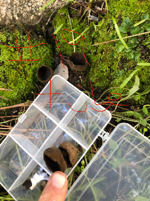  ( - HAY-F-003670)  @11 [ ] by-nc (2023) Dean Lyons Fungal Diversity Survey