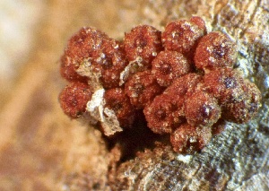  ( - HAY-F-002638)  @11 [ ] c (2023) Rudy Diaz Fungal Diversity Survey