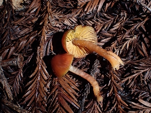  ( - HAY-F-000960)  @11 [ ] by-nc (2023) Sadie Hickey Fungal Diversity Survey