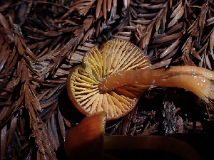  ( - HAY-F-000960)  @11 [ ] by-nc (2023) Sadie Hickey Fungal Diversity Survey