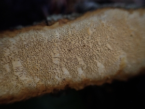  ( - HAY-F-000958)  @11 [ ] by-nc (2023) Sadie Hickey Fungal Diversity Survey