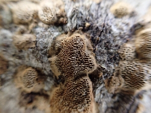  ( - HAY-F-000958)  @11 [ ] by-nc (2023) Sadie Hickey Fungal Diversity Survey