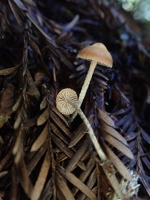  ( - HAY-F-000961)  @11 [ ] by-nc (2023) Sadie Hickey Fungal Diversity Survey