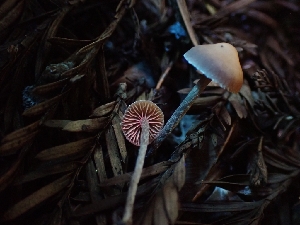  ( - HAY-F-000961)  @11 [ ] by-nc (2023) Sadie Hickey Fungal Diversity Survey