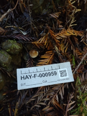  ( - HAY-F-000959)  @11 [ ] by-nc (2023) Sadie Hickey Fungal Diversity Survey