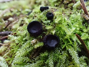  ( - HAY-F-000962)  @11 [ ] by-nc (2023) Sadie Hickey Fungal Diversity Survey