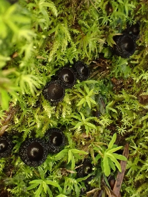  ( - HAY-F-000962)  @11 [ ] by-nc (2023) Sadie Hickey Fungal Diversity Survey