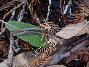  ( - HAY-F-000968)  @11 [ ] by-nc (2023) Sadie Hickey Fungal Diversity Survey