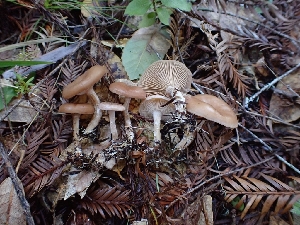  ( - HAY-F-000952)  @11 [ ] by-nc (2023) Sadie Hickey Fungal Diversity Survey