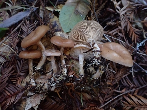  ( - HAY-F-000952)  @11 [ ] by-nc (2023) Sadie Hickey Fungal Diversity Survey