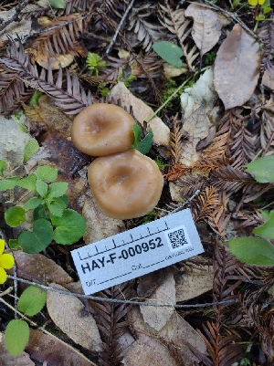  ( - HAY-F-000952)  @11 [ ] by-nc (2023) Sadie Hickey Fungal Diversity Survey
