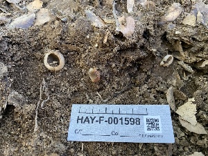  ( - HAY-F-001598)  @11 [ ] by-nc (2023) Bat Vardeh Fungal Diversity Survey