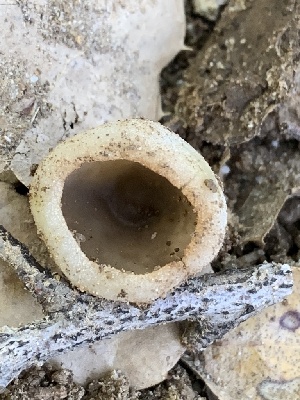  ( - HAY-F-001598)  @11 [ ] by-nc (2023) Bat Vardeh Fungal Diversity Survey