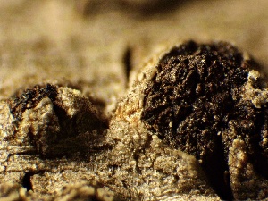  ( - HAY-F-002628)  @11 [ ] c (2023) Rudy Diaz Fungal Diversity Survey