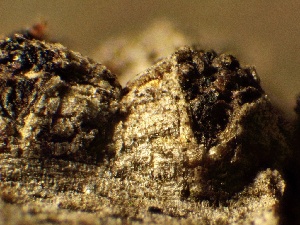  ( - HAY-F-002628)  @11 [ ] c (2023) Rudy Diaz Fungal Diversity Survey