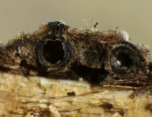  ( - HAY-F-002628)  @11 [ ] c (2023) Rudy Diaz Fungal Diversity Survey