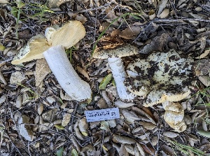  (Russula grundii - HAY-F-001576)  @11 [ ] by-nc (2023) Bat Vardeh Fungal Diversity Survey