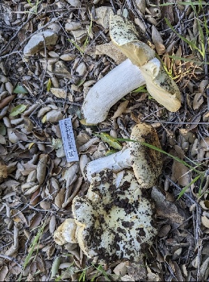  ( - HAY-F-001576)  @11 [ ] by-nc (2023) Bat Vardeh Fungal Diversity Survey