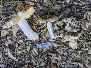  ( - HAY-F-001576)  @11 [ ] by-nc (2023) Bat Vardeh Fungal Diversity Survey