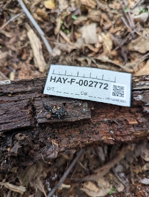  ( - HAY-F-005318)  @11 [ ] by-nc (2023) Stu Pickell Fungal Diversity Survey