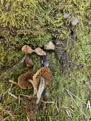  ( - HAY-F-000727)  @11 [ ] by (2023) Mandy Hackney Fungal Diversity Survey