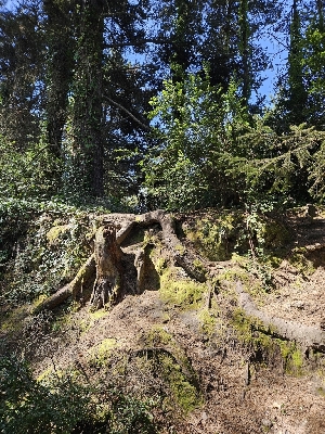  ( - HAY-F-000727)  @11 [ ] by (2023) Mandy Hackney Fungal Diversity Survey